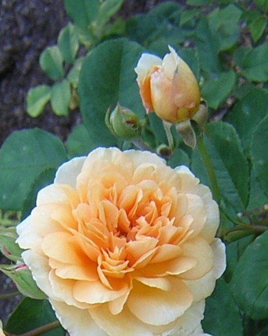 R_Buff_ Beauty_CM11